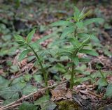 Euphorbia oblongifolia. Вегетирующие растения. Абхазия, Рицинский реликтовый национальный парк, северный берег оз. Рица, ≈ 900 м н.у.м., широколиственный лес. 13.04.2024.