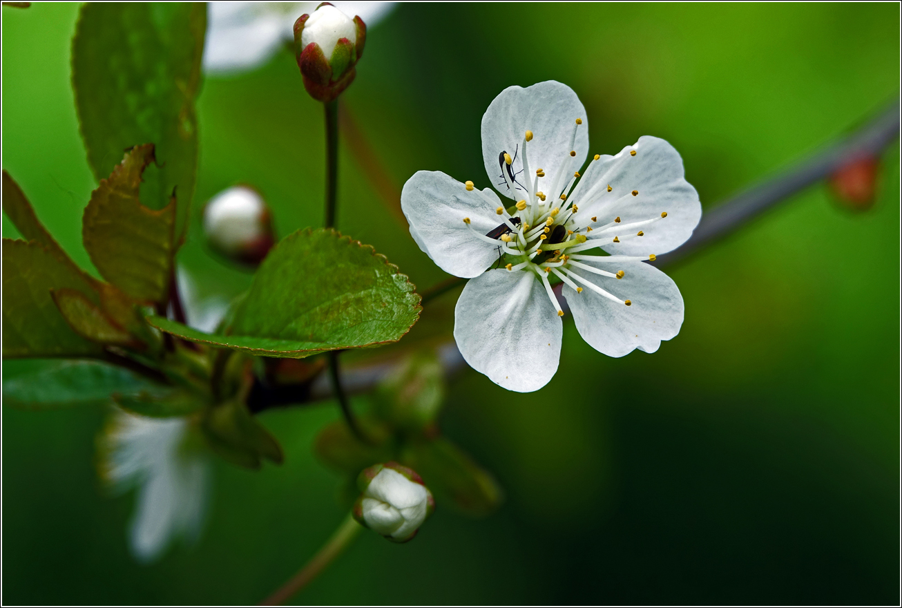 Изображение особи Cerasus vulgaris.