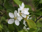 Malus mandshurica