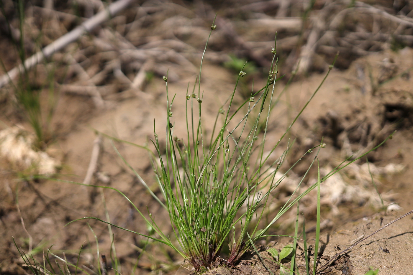 Image of Isolepis setacea specimen.