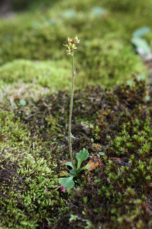 Image of Micranthes nivalis specimen.