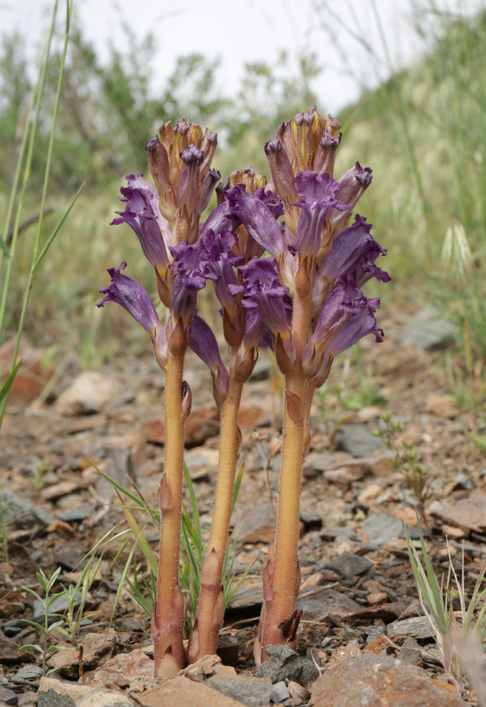 Изображение особи Orobanche amoena.