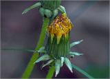 Taraxacum officinale