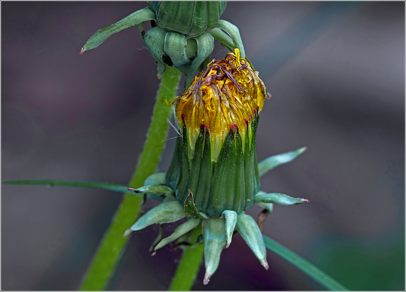 Изображение особи Taraxacum officinale.