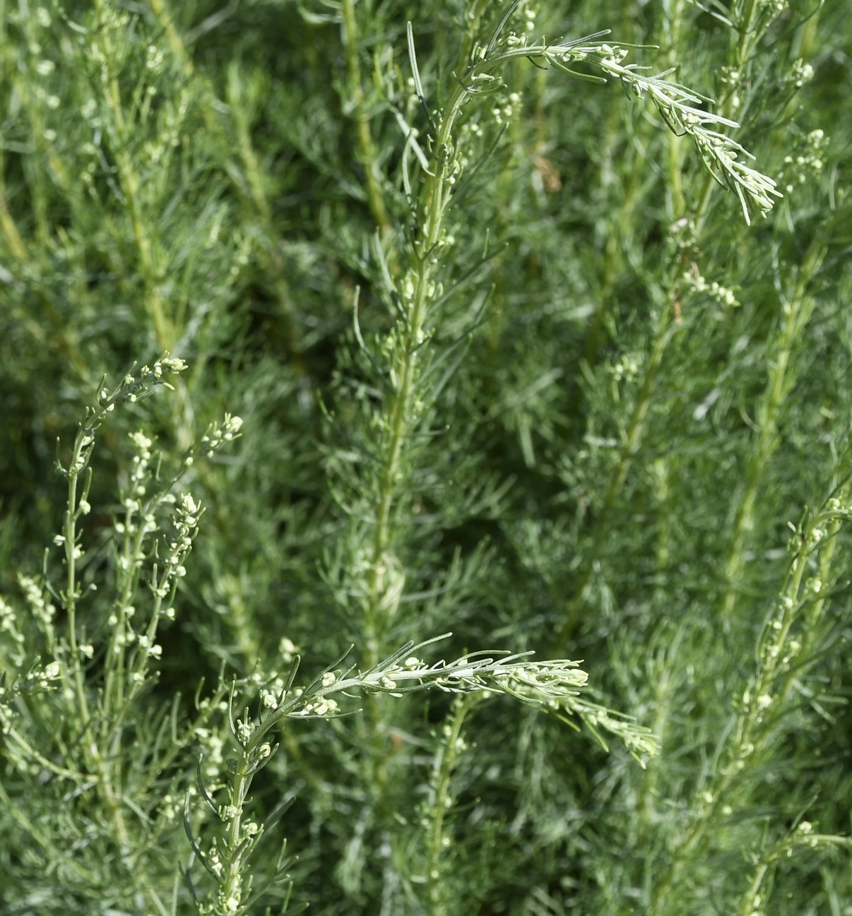 Изображение особи Artemisia dracunculus.