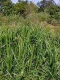 Glyceria maxima