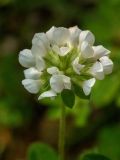 Dorycnium graecum