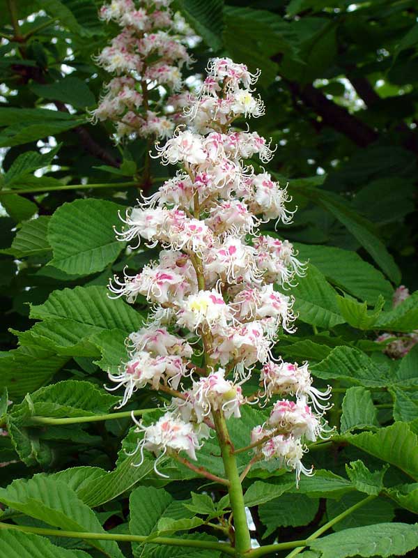 Изображение особи Aesculus hippocastanum.