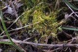 genus Warnstorfia