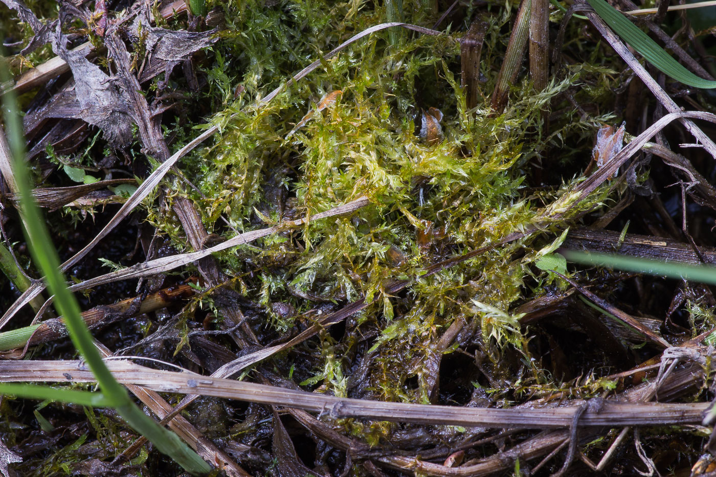 Image of genus Warnstorfia specimen.