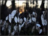 Lunaria rediviva