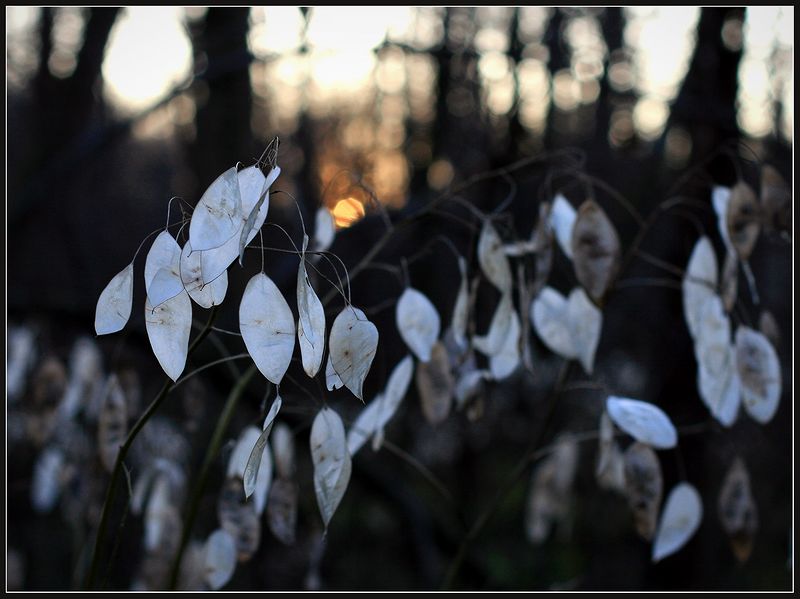 Изображение особи Lunaria rediviva.