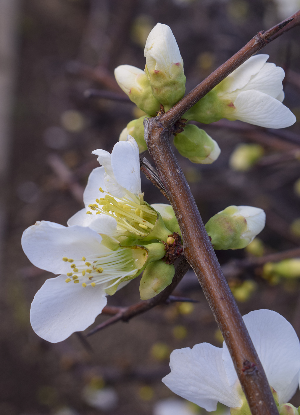 Image of Chaenomeles speciosa specimen.