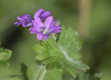Geranium molle