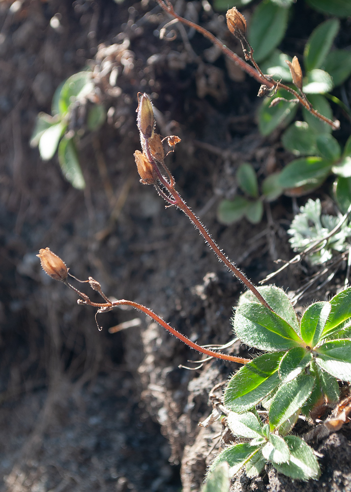 Image of Veronica grandiflora specimen.