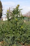 Sisymbrium irio