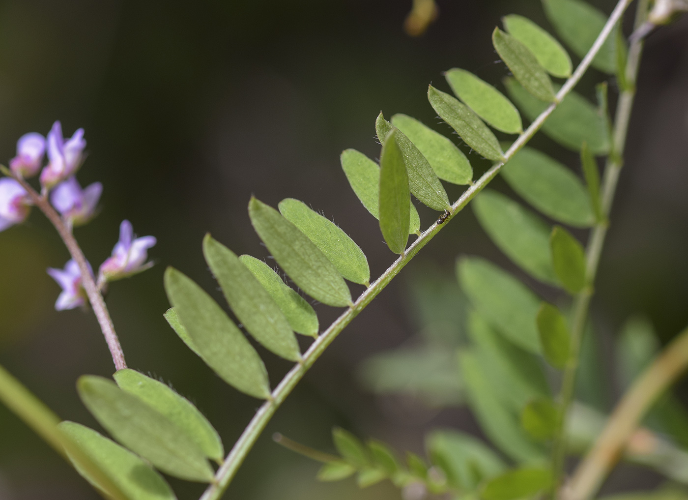 Image of Vicia disperma specimen.