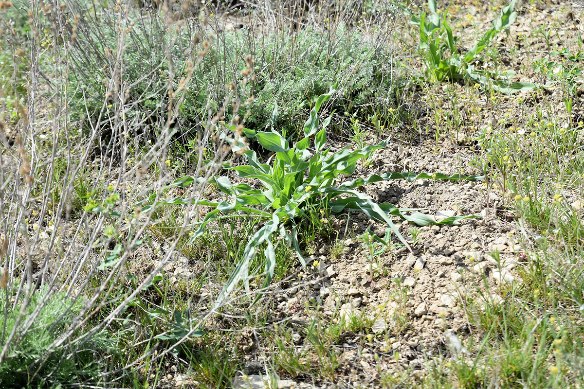 Image of Tragopogon marginifolius specimen.