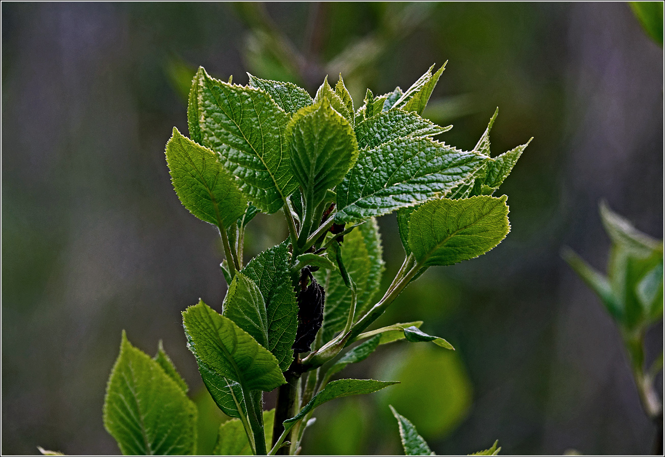 Изображение особи Hydrangea paniculata.