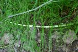 Equisetum telmateia