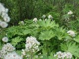 Petasites tatewakianus