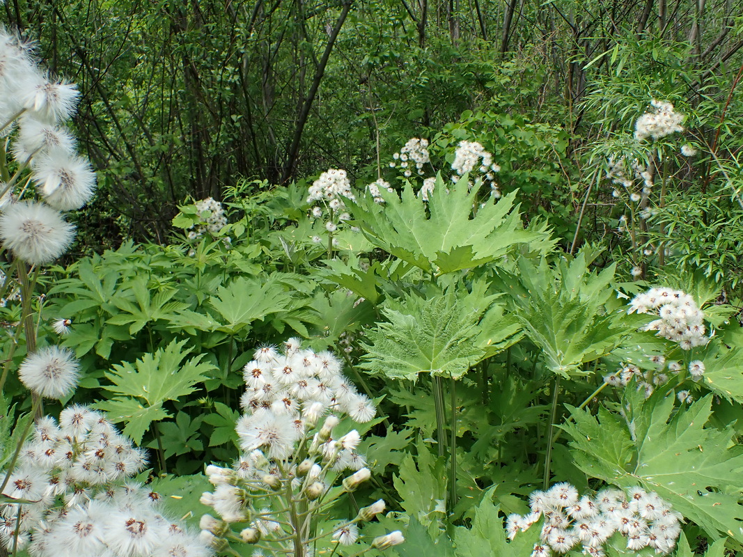 Image of Petasites tatewakianus specimen.
