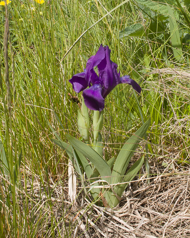 Image of Iris aphylla specimen.
