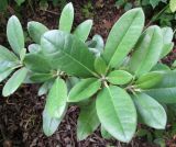 Rhododendron vernicosum. Верхушки побегов с молодыми листьями. Московская обл., Щёлковский р-н, в культуре. 25.06.2025.