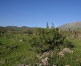 View full-size image Rhamnus erythroxyloides
