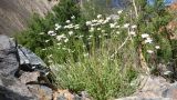 Spathipappus griffithii