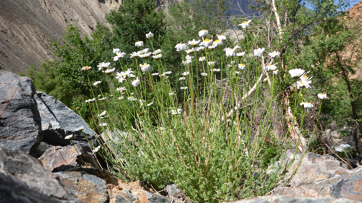 Image of Spathipappus griffithii specimen.