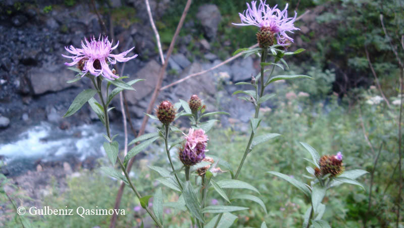 Image of Centaurea salicifolia specimen.