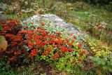 Sedum oppositifolium. Плодоносящее растение. Северная Осетия, Ирафский р-н, дол. р. Танадон, каменистый склон. 19.09.2024.