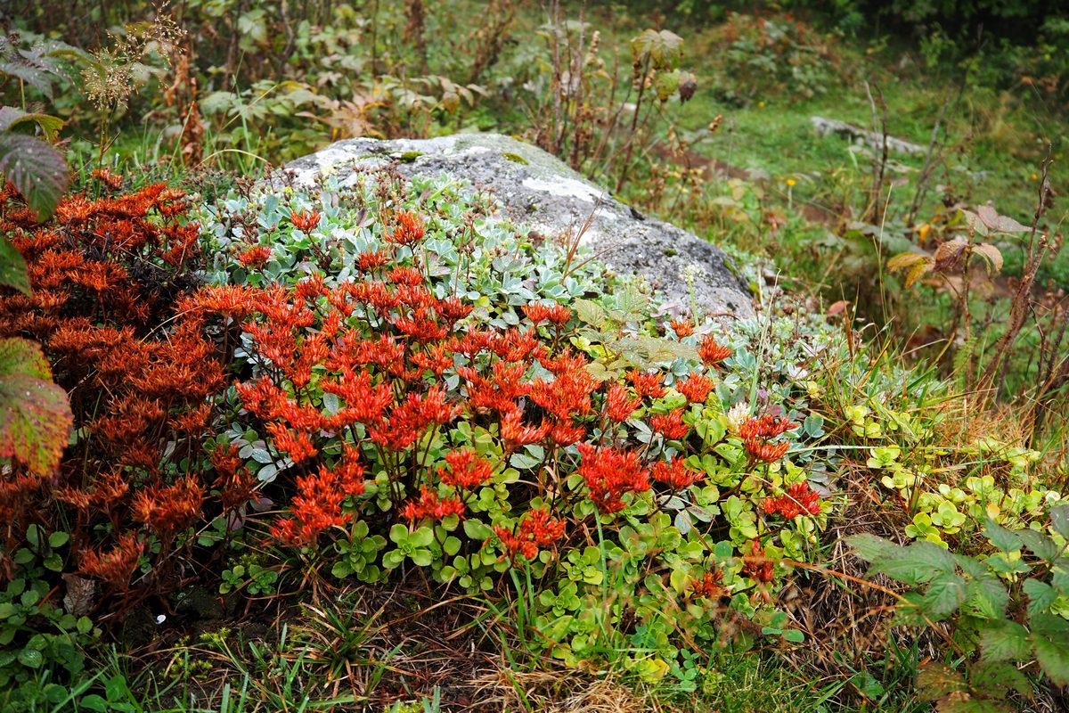 Изображение особи Sedum oppositifolium.