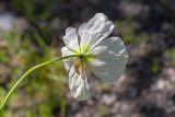 Смотреть изображение род Papaver