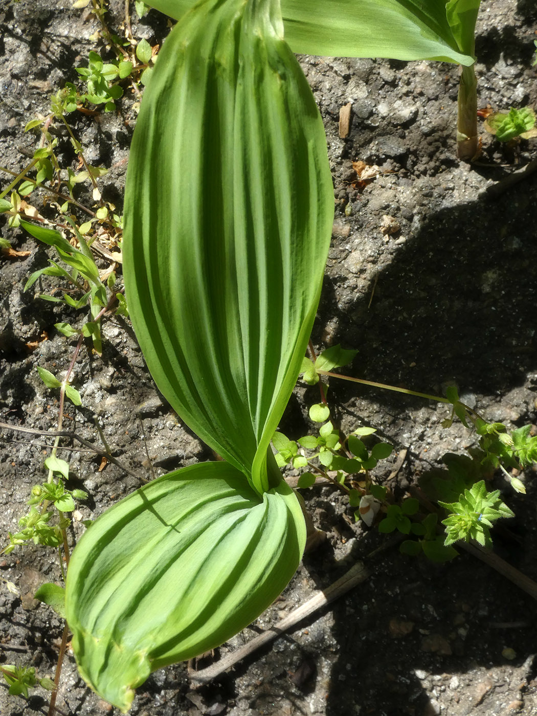 Image of genus Veratrum specimen.