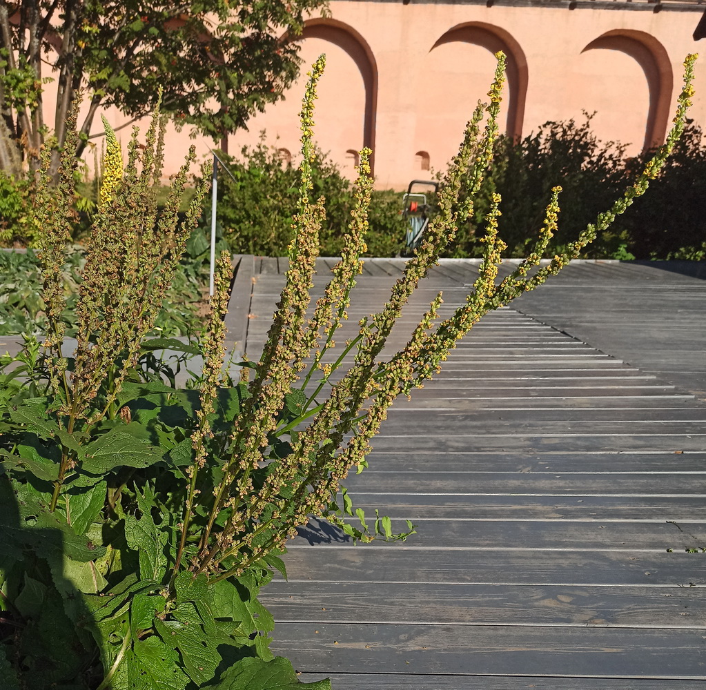 Image of genus Verbascum specimen.