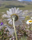 Anthemis saportana. Верхушка побега с соцветием (вид со стороны обёртки). Кабардино-Балкария, Черекский р-н, окр. с/п Бабугент, северо-восточный склон горы Чегетджара, ≈ 2800 м н.у.м., альпийский луг. 28.07.2025.