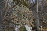 Lobaria pulmonaria