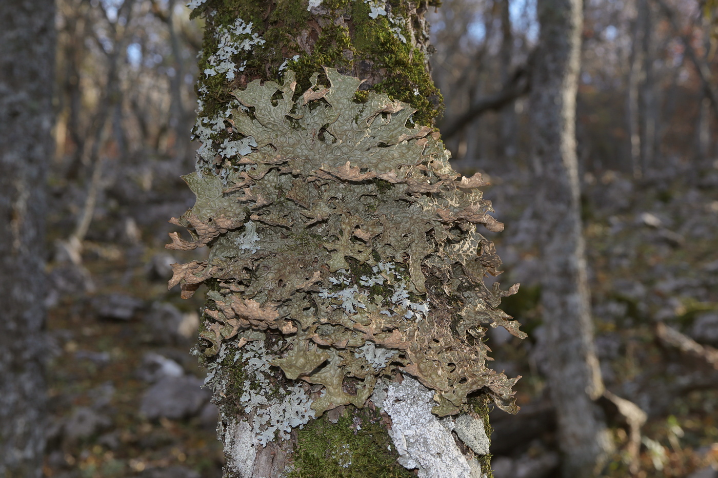 Изображение особи Lobaria pulmonaria.