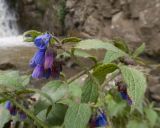 Symphytum asperum. Верхушка побега с соцветием. Кабардино-Балкария, Черекский р-н, дол. р. Чайнашки, ≈ 1800 м н.у.м., среди валунов в русле ручья. 29.07.2025.