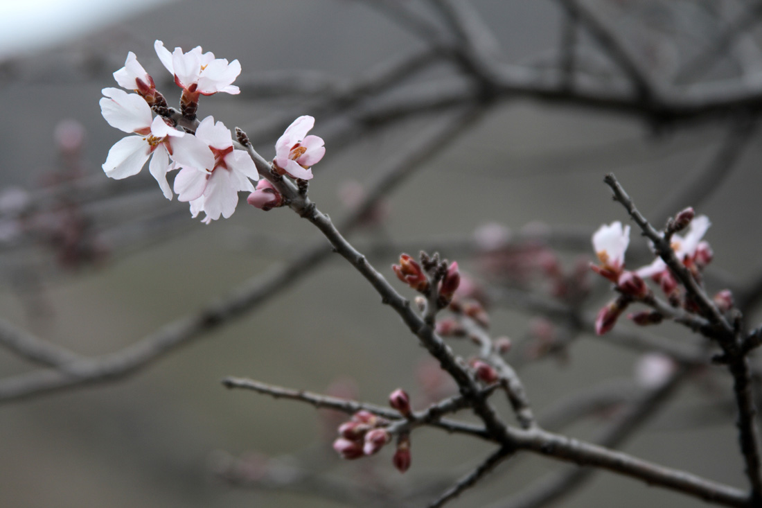 Изображение особи Amygdalus bucharica.