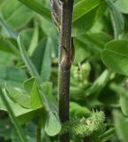 Phelipanche purpurea. Часть побега. Чечня, Шаройский р-н, 1,5 км от ур. Хиндушты, верхняя часть отходящего от ур. Хиндушты в сторону р. Хашелдойахк отрога, выс. 1800 м н.у.м., луг. 3 июля 2024 г.