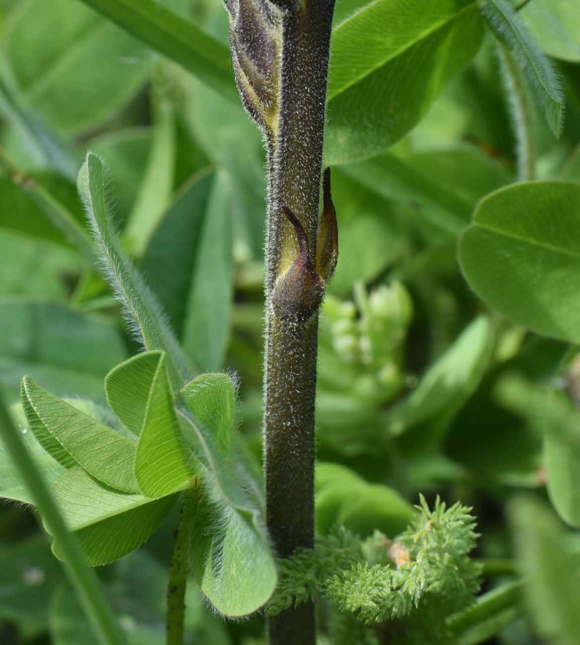 Изображение особи Phelipanche purpurea.
