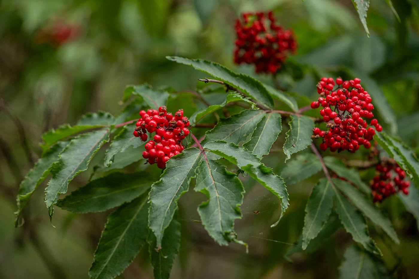 Image of Sambucus racemosa specimen.
