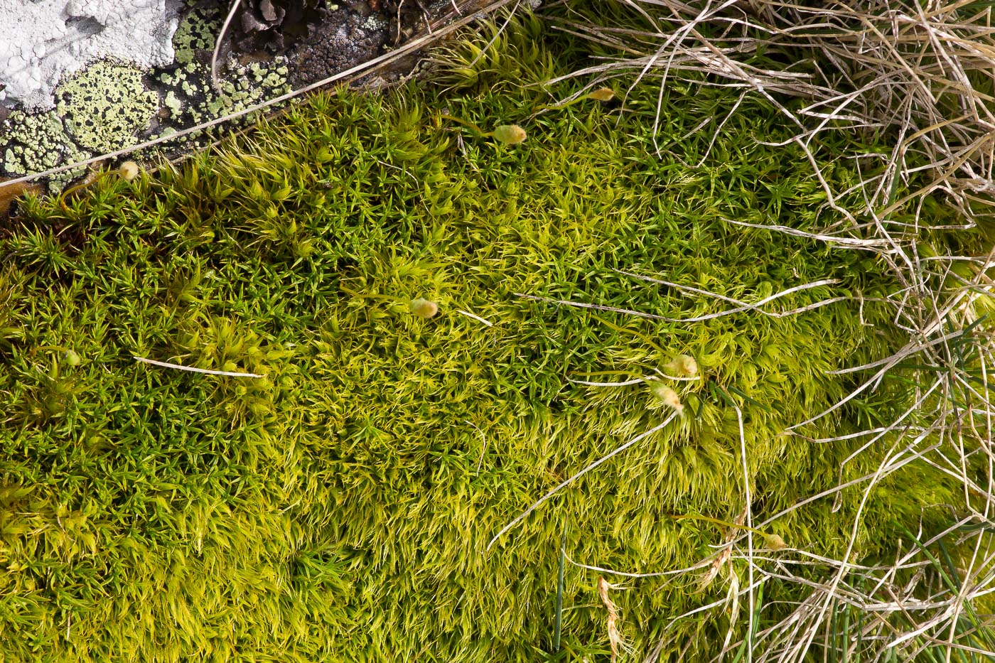 Image of Dicranum acutifolium specimen.