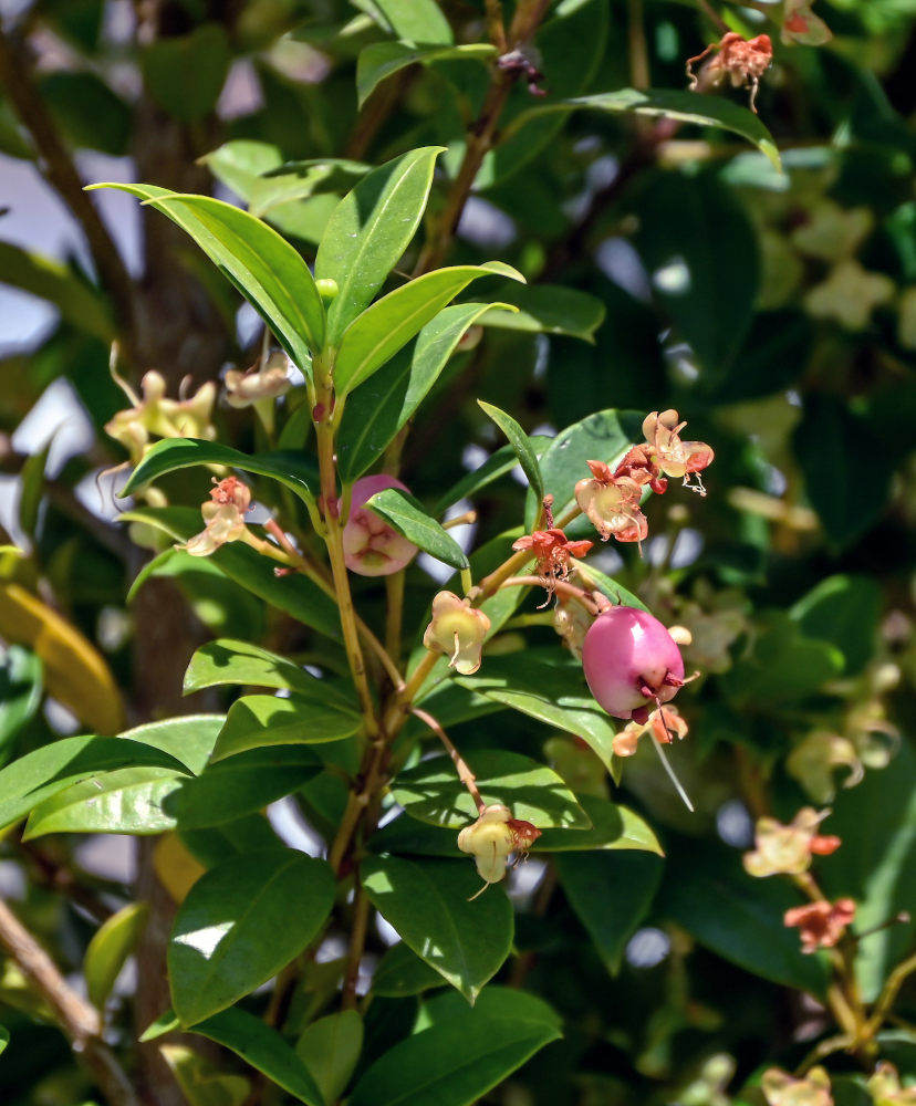 Изображение особи Syzygium paniculatum.