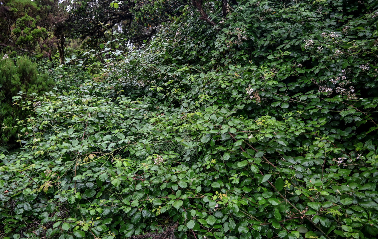 Image of Rubus ulmifolius specimen.