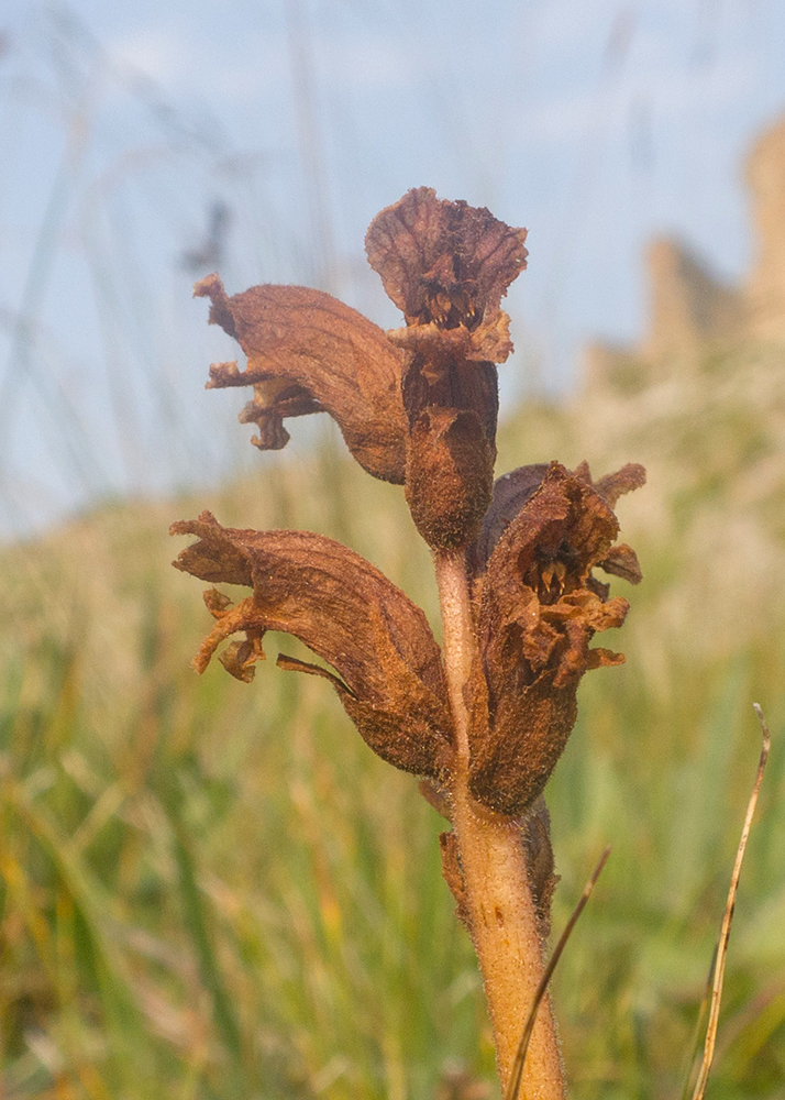 Image of genus Orobanche specimen.
