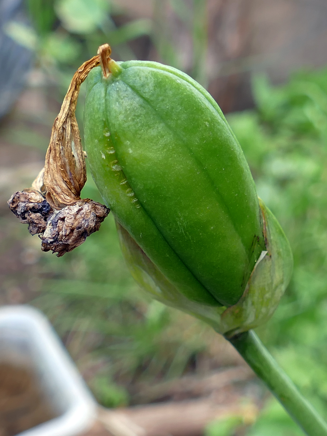 Image of Iris germanica specimen.